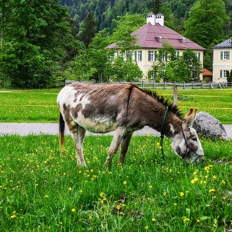 Eselwanderung im Bergsteigerdorf Kreuth, © Der Tegernsee