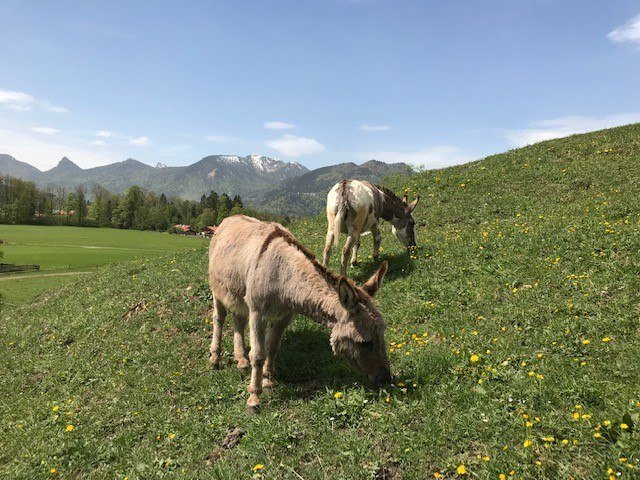 Eselwanderung im Bergsteigerdorf, © Eseltreff am Tegernsee