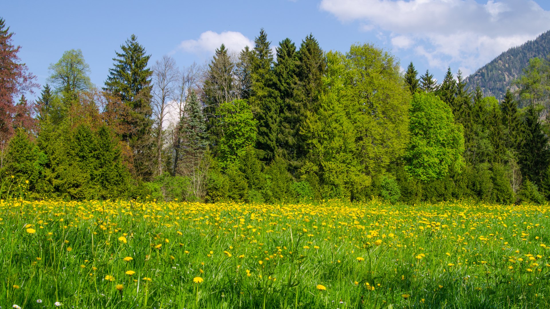 Blumenwiese