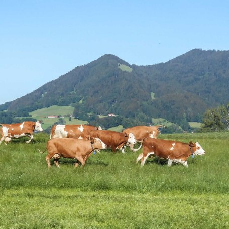 Wettrennen, © im-web.de/ Tourist-Information Bad Wiessee