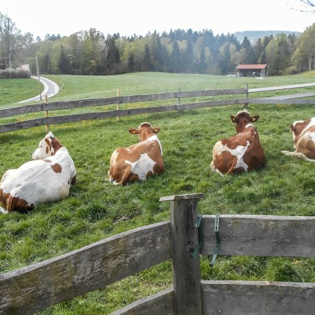 unsere Kälber beim Faulenzen, © im-web.de/ Tourist-Information Bad Wiessee