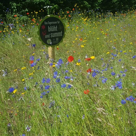 Blumenwiese in der Dr. Scheid-Straße, © Gunther Mair