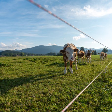 Kälber auf der Weide, © ©Glasl