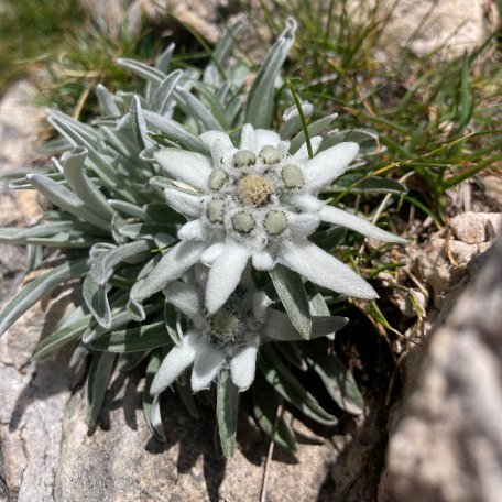 Kreuth und Umgebung - Flora und Fauna, © im-web.de/ Tourist-Information Kreuth