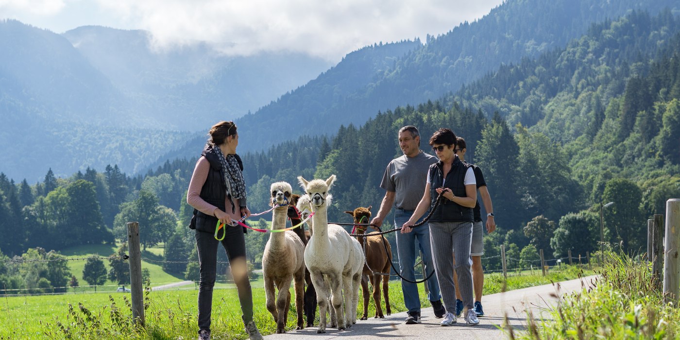 Alpaka Wanderungen am Tegernsee, © Der Tegernsee