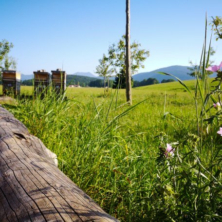 Lehrbienenstand_Gmund_8, © DER TEGERNSEE I. Munstermann