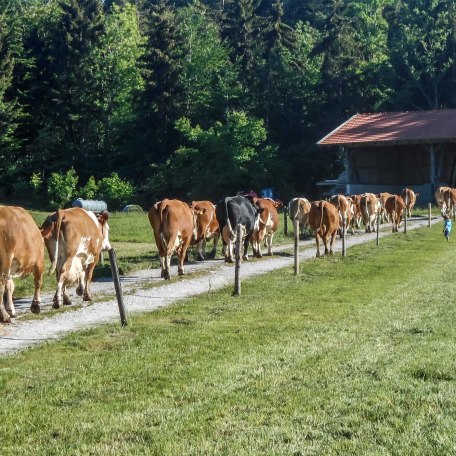 Kuhaustrieb im Sommer, © im-web.de/ Tourist-Information Bad Wiessee