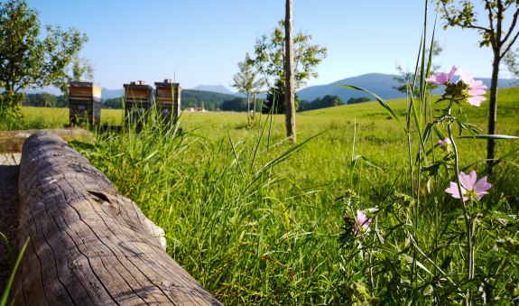 Lehrbienenstand_Gmund_8, © DER TEGERNSEE I. Munstermann