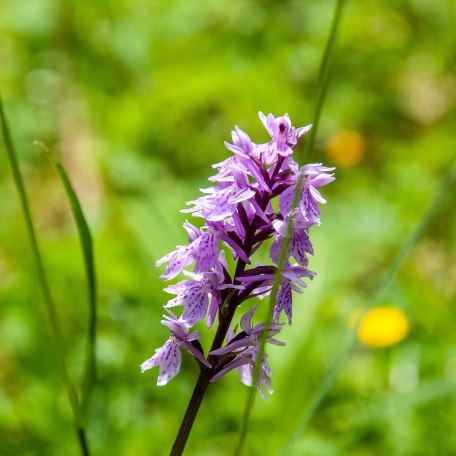 Kraeuterwanderung © Der Tegernsee_Sabine Ziegler-Musiol_0036, © Hansi Heckmair