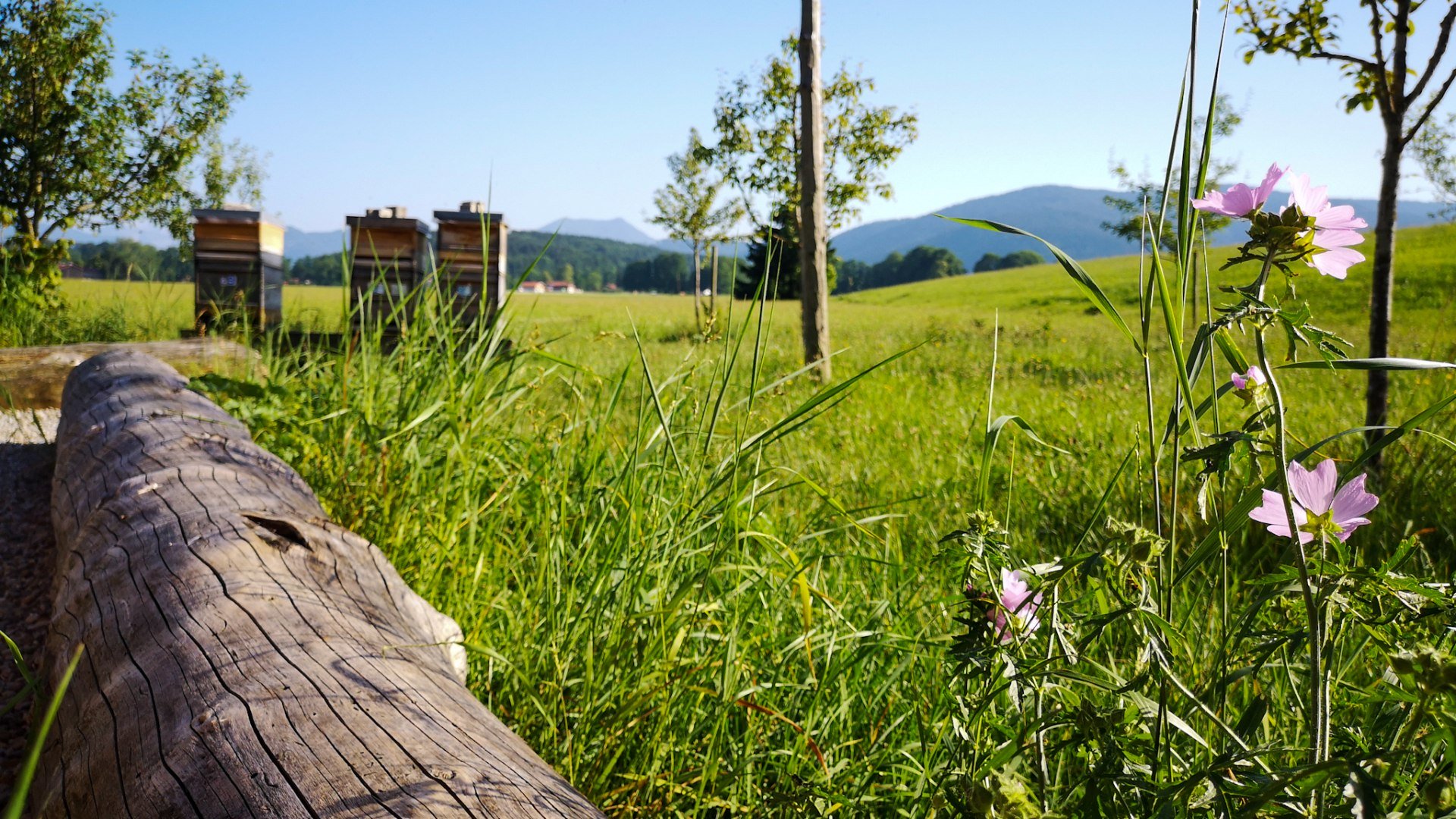 Lehrbienenstand_Gmund_8, © DER TEGERNSEE I. Munstermann