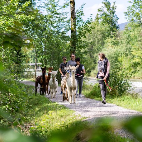 Alpaka Wanderungen am Tegernsee, © Der Tegernsee