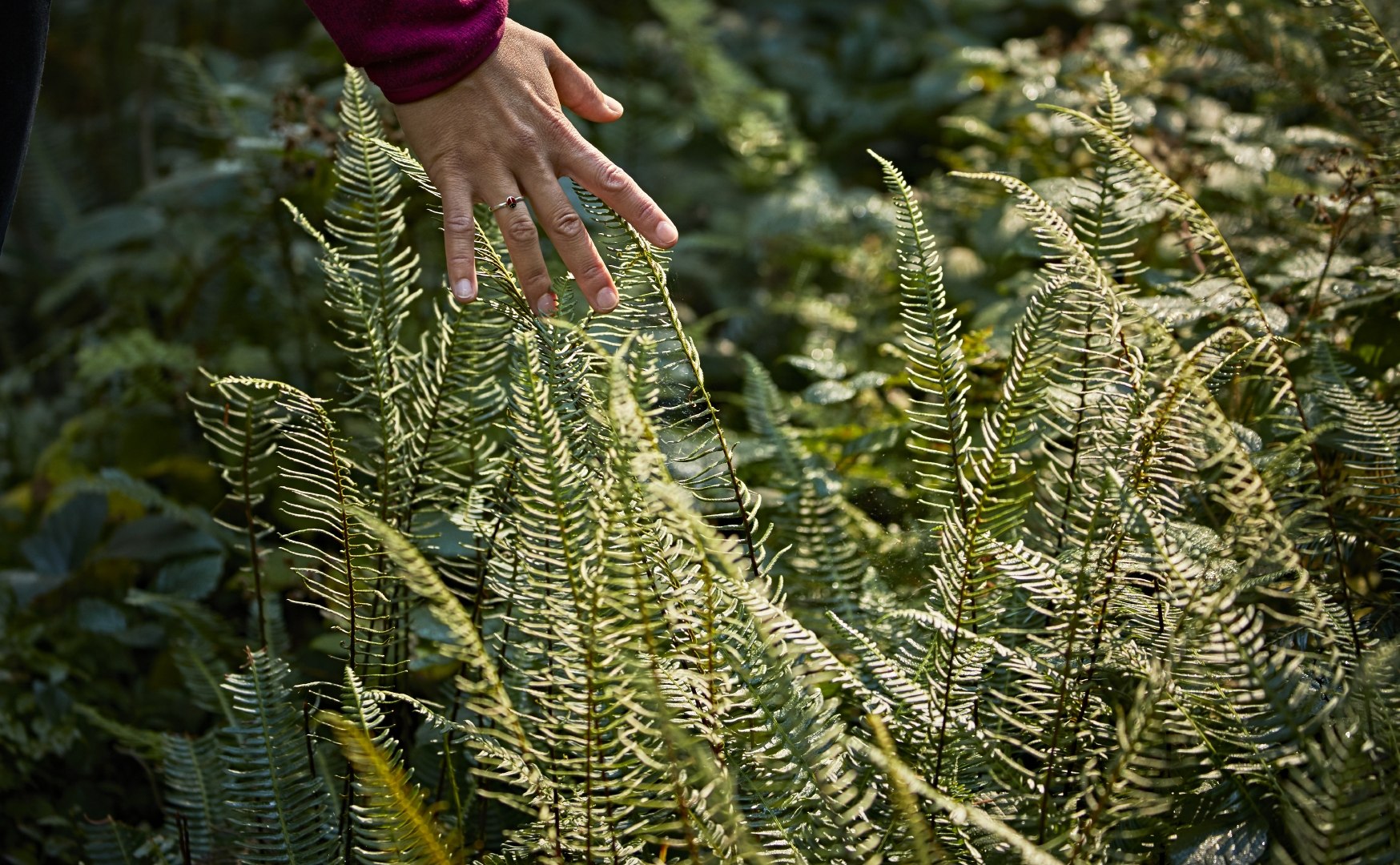 Der grüne Farn im Wald gleitet sanft durch die Finger, © www.bayern.by - Gert Krautbauer