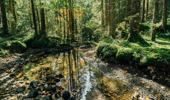 Heilklimawandern am Tegernsee, © Der Tegernsee (Hansi Heckmair)